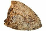 Serrated, Fossil Phytosaur (Redondasaurus) Tooth - New Mexico #219333-1
